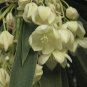 Mexican Tree Yucca Yucca filifera 20 Seeds