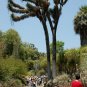 Mexican Tree Yucca Yucca filifera 20 Seeds