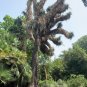 Mexican Tree Yucca Yucca filifera 20 Seeds
