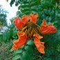 African Tulip Tree  20 Seeds  Spathodea campanulata