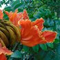 African Tulip Tree  20 Seeds  Spathodea campanulata