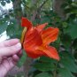 African Tulip Tree  20 Seeds  Spathodea campanulata