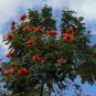 African Tulip Tree  20 Seeds  Spathodea campanulata