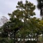 African Tulip Tree  20 Seeds  Spathodea campanulata