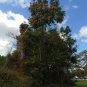 African Tulip Tree  20 Seeds  Spathodea campanulata