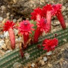 Red Flowered Columnar Cactus Cleistocactus samaipatanus 100 Seeds Red Flowered Columnar Cactus Cleistocactus samaipatanus 100 Seeds