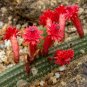Red Flowered Columnar Cactus Cleistocactus samaipatanus 100 Seeds