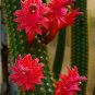 Red Flowered Columnar Cactus Cleistocactus samaipatanus 100 Seeds