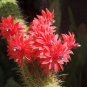 Red Flowered Columnar Cactus Cleistocactus samaipatanus 100 Seeds