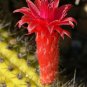 Red Flowered Columnar Cactus Cleistocactus samaipatanus 100 Seeds