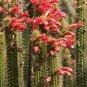 Red Flowered Columnar Cactus Cleistocactus samaipatanus 100 Seeds