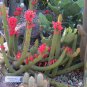 Red Flowered Columnar Cactus Cleistocactus samaipatanus 100 Seeds