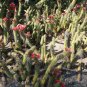 Red Flowered Columnar Cactus Cleistocactus samaipatanus 100 Seeds