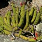 Red Flowered Columnar Cactus Cleistocactus samaipatanus 100 Seeds