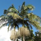 Bangalo Palm 25 Seeds Archontophoenix cunninghamiana Bangalo Palm 25 Seeds Archontophoenix cunninghamiana