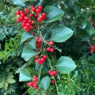 Carolina Moonseed Cocculus carolinus 20 Seeds