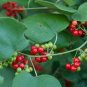 Carolina Moonseed Cocculus carolinus 20 Seeds