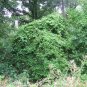 Carolina Moonseed Cocculus carolinus 20 Seeds