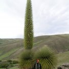 Queen of the Andes 20 Seeds Puya raimondii Queen of the Andes 20 Seeds Puya raimondii