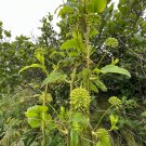 Blue Ridge Carrion Flower 100 Seeds Smilax lasioneura Blue Ridge Carrion Flower 100 Seeds Smilax lasioneura