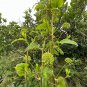 Blue Ridge Carrion Flower 100 Seeds Smilax lasioneura