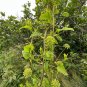 Blue Ridge Carrion Flower 100 Seeds Smilax lasioneura