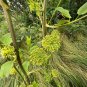 Blue Ridge Carrion Flower 100 Seeds Smilax lasioneura