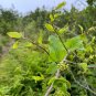 Blue Ridge Carrion Flower 100 Seeds Smilax lasioneura