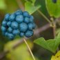 Blue Ridge Carrion Flower 100 Seeds Smilax lasioneura