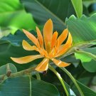 Golden Champaca Michelia champaca 20 Seeds Golden Champaca Michelia champaca 20 Seeds