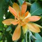 Golden Champaca Michelia champaca 20 Seeds