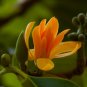 Golden Champaca Michelia champaca 20 Seeds