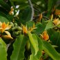 Golden Champaca Michelia champaca 20 Seeds