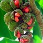 Golden Champaca Michelia champaca 20 Seeds