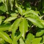Golden Champaca Michelia champaca 20 Seeds