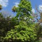 Golden Champaca Michelia champaca 20 Seeds