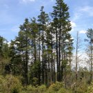 Atlantic White Cedar Chamaecyparis thyoides 100 Seeds Atlantic White Cedar Chamaecyparis thyoides 100 Seeds