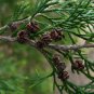 Atlantic White Cedar Chamaecyparis thyoides 100 Seeds