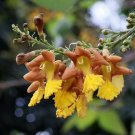 Snapdragon Tree Gmelia arborea 10 Seeds Snapdragon Tree Gmelia arborea 10 Seeds