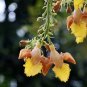 Snapdragon Tree Gmelia arborea 10 Seeds