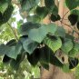 Snapdragon Tree Gmelia arborea 10 Seeds
