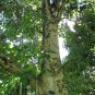 Snapdragon Tree Gmelia arborea 10 Seeds