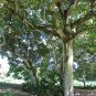 Snapdragon Tree Gmelia arborea 10 Seeds
