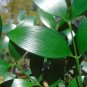 Nagi Podocarpus Broadleaf Podocarpus Podocarpus nagi 5 Seeds
