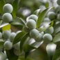 Nagi Podocarpus Broadleaf Podocarpus Podocarpus nagi 5 Seeds