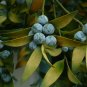 Nagi Podocarpus Broadleaf Podocarpus Podocarpus nagi 5 Seeds