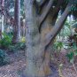 Nagi Podocarpus Broadleaf Podocarpus Podocarpus nagi 5 Seeds