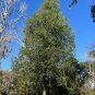 Nagi Podocarpus Broadleaf Podocarpus Podocarpus nagi 5 Seeds
