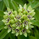 Green Milkweed  20 Seeds Asclepias viridis