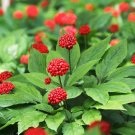 Asian Ginseng 5 Seeds Panax ginseng Asian Ginseng 5 Seeds Panax ginseng